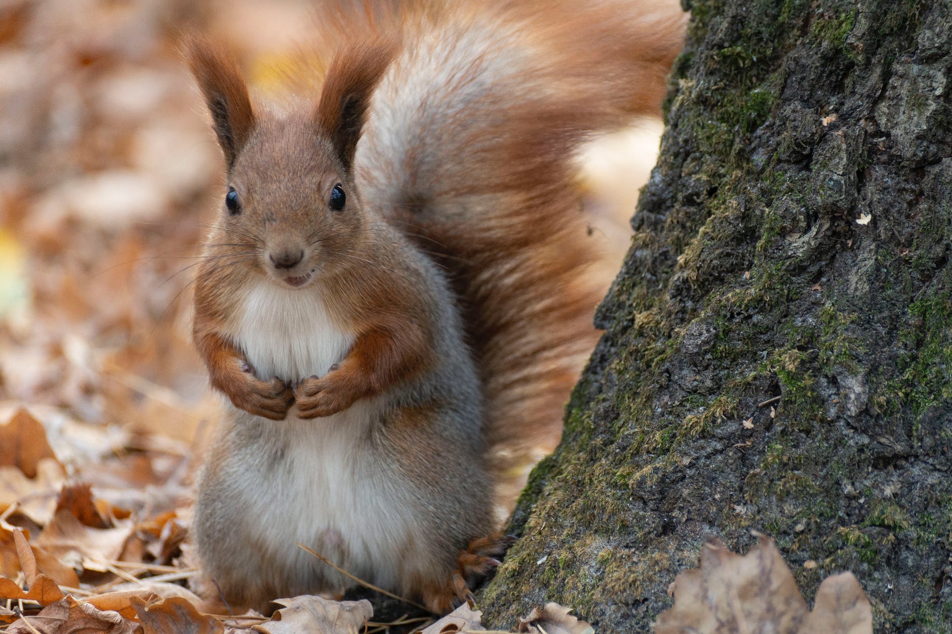 brown and white squirrel on tree