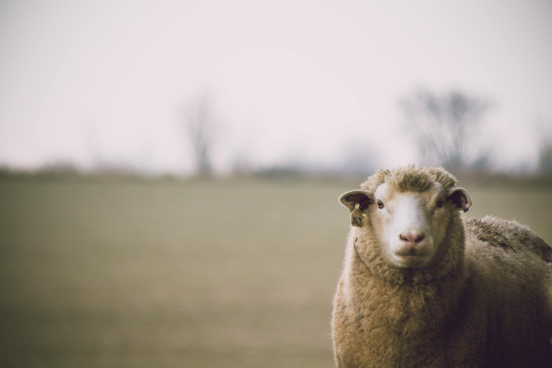 Himalayan Wool – En närmare titt