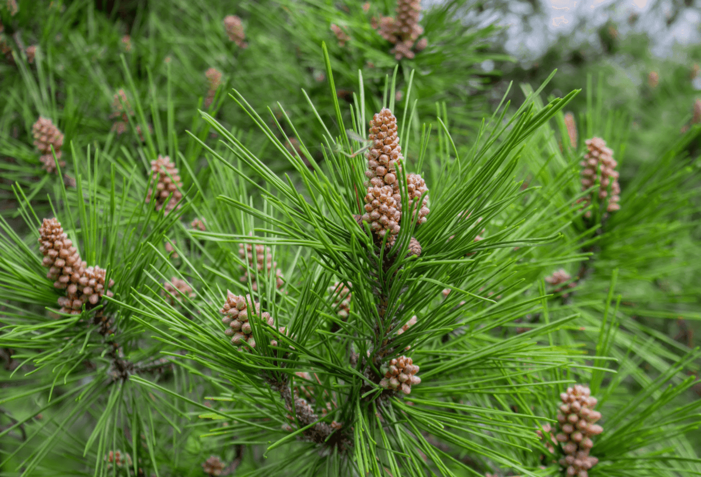 Tallen – Naturens multiresurs