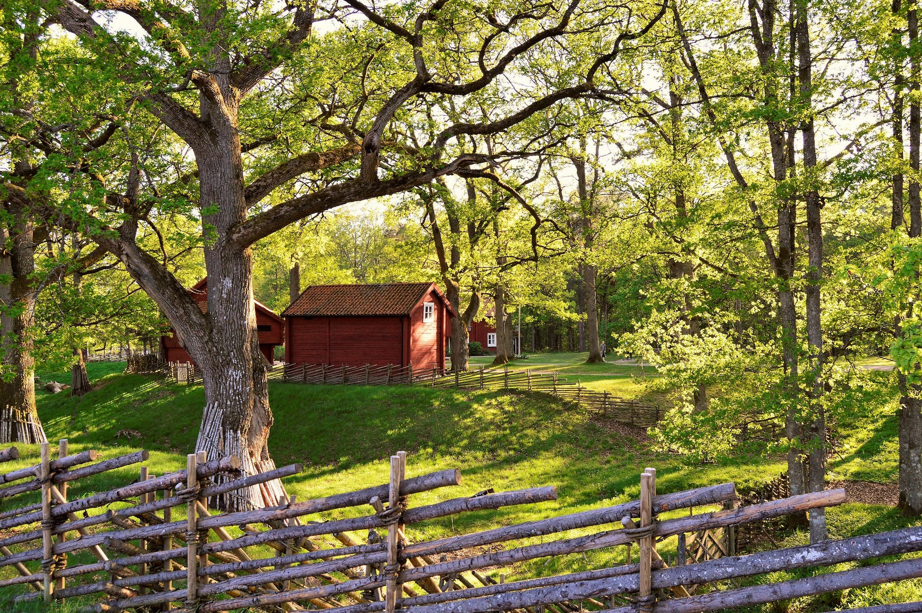 house surrounded with trees
