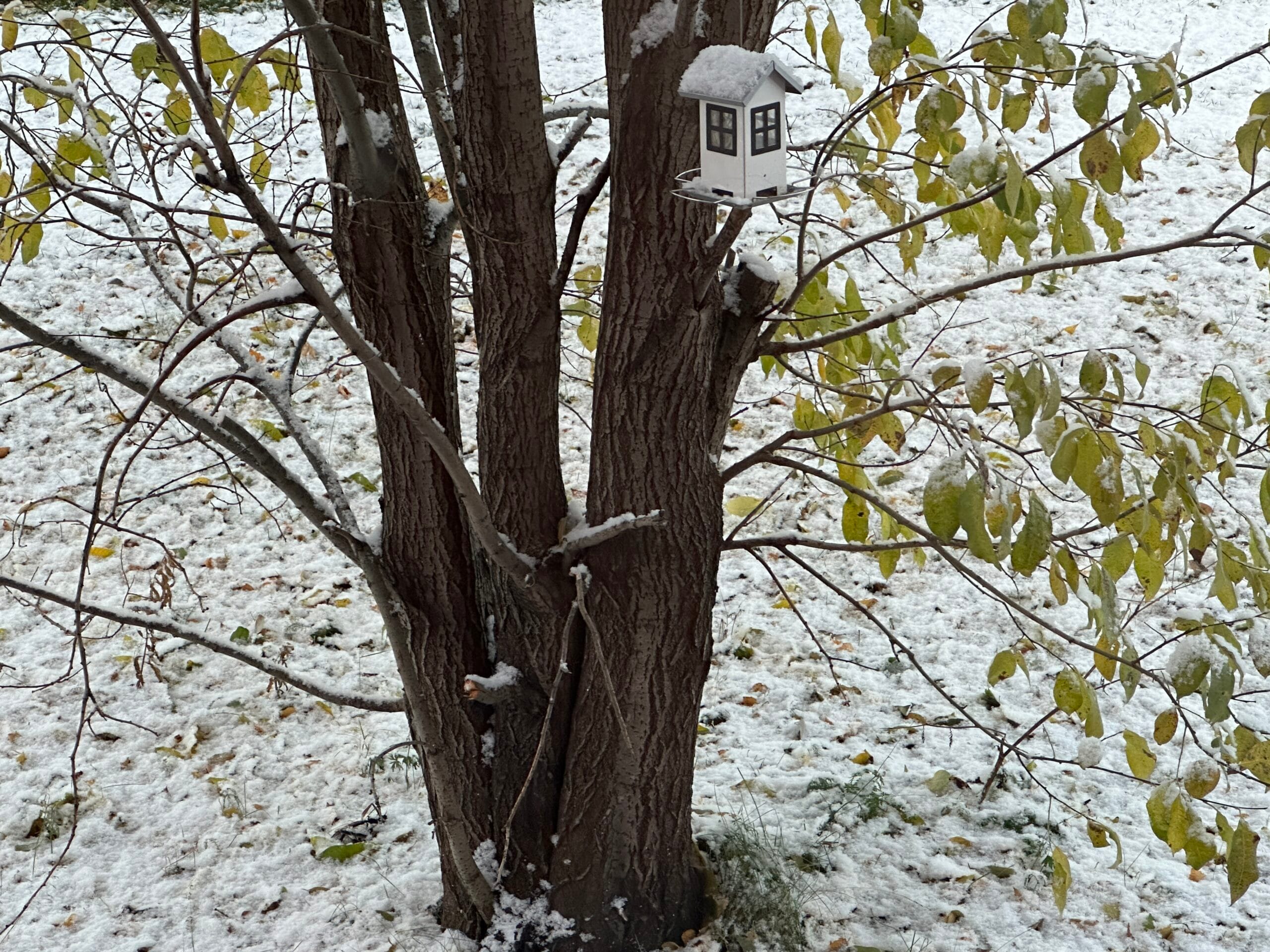 Jag ser det snöar… Eller, det gjorde det i alla fall…