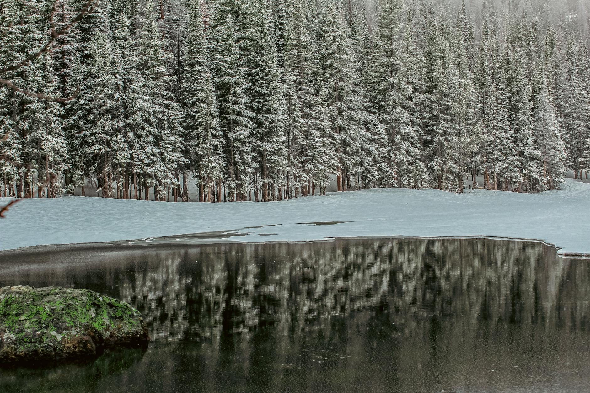 coniferous forest on the shore of a freezing lake