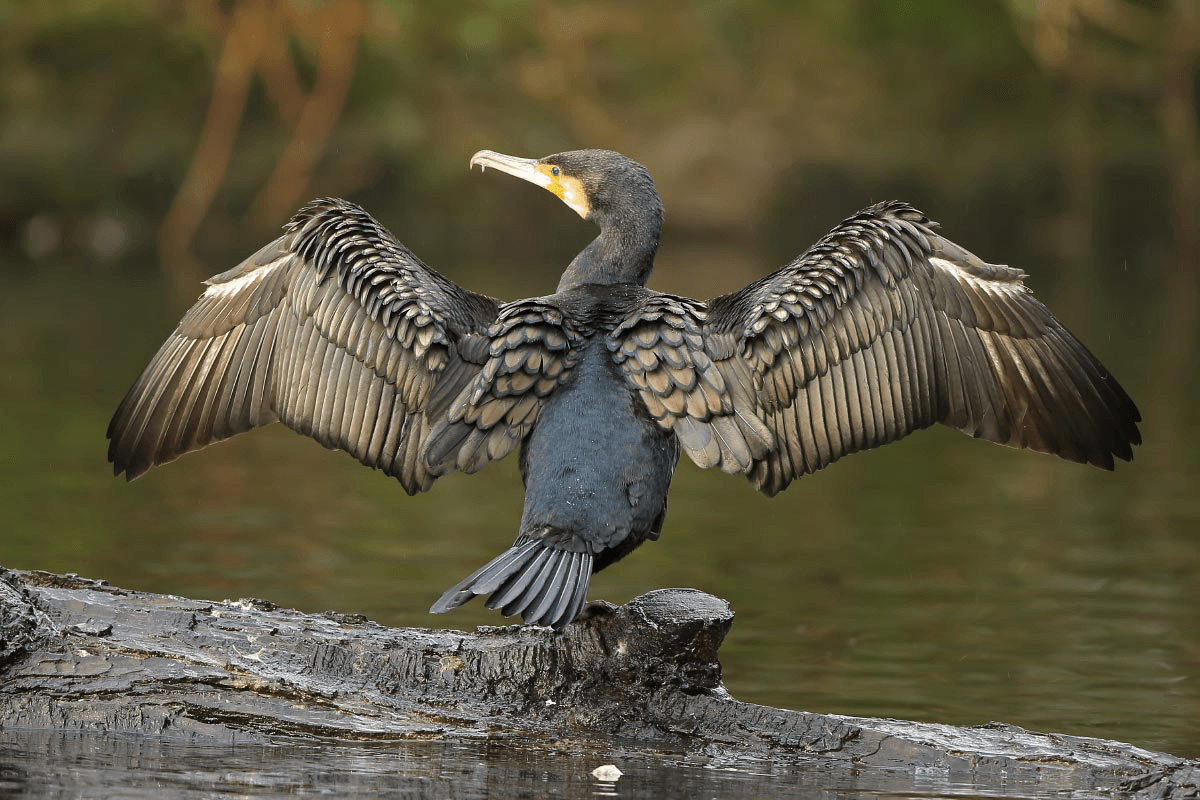 Nästa kniv på testbänken, Kizer Cormorant!