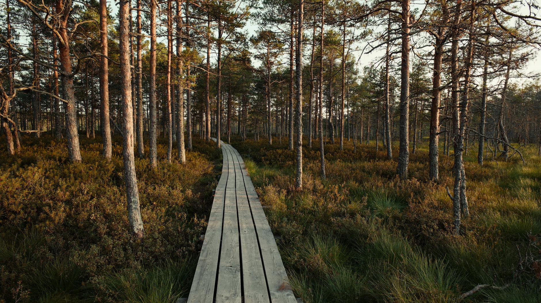 Därför är skogen den bästa platsen för att lösa IT-problem