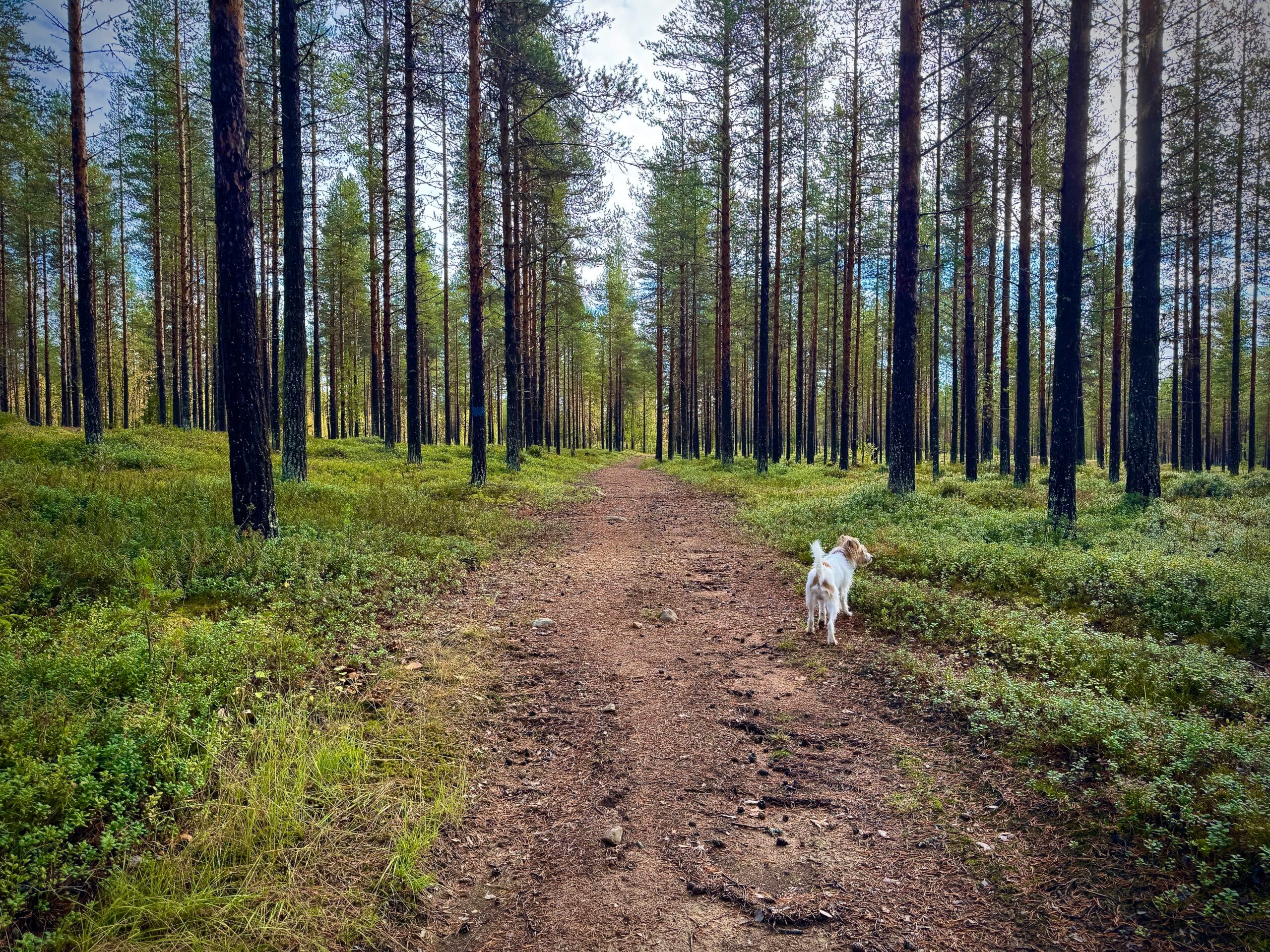 En enkel promenad